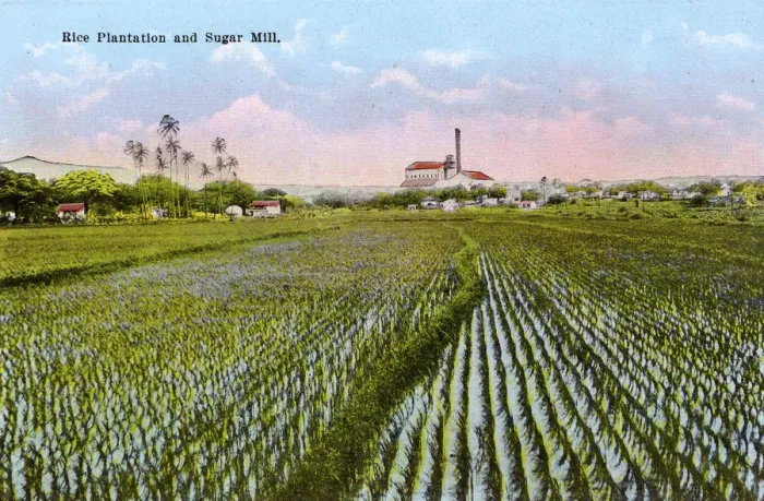 Framed Print : Honolulu, Hawaii, USA - Rice Plantation and Sugar Mill Framed Print : Honolulu, Hawaii, USA - Rice Plantation and Sugar Mill
