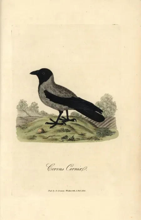 Framed Print : Hooded crow, Corvus cornix Framed Print : Hooded crow, Corvus cornix