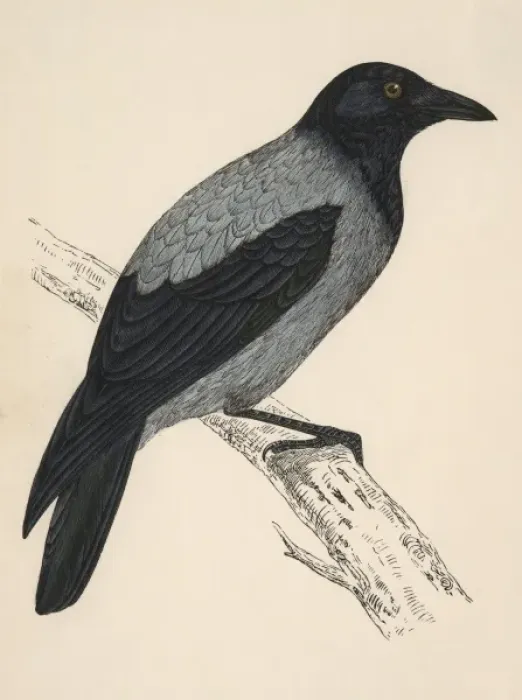 Framed Print : Hooded Crow (Morris) Framed Print : Hooded Crow (Morris)