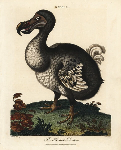 Hooded dodo, Raphus cucullatus, extinct flightless bird