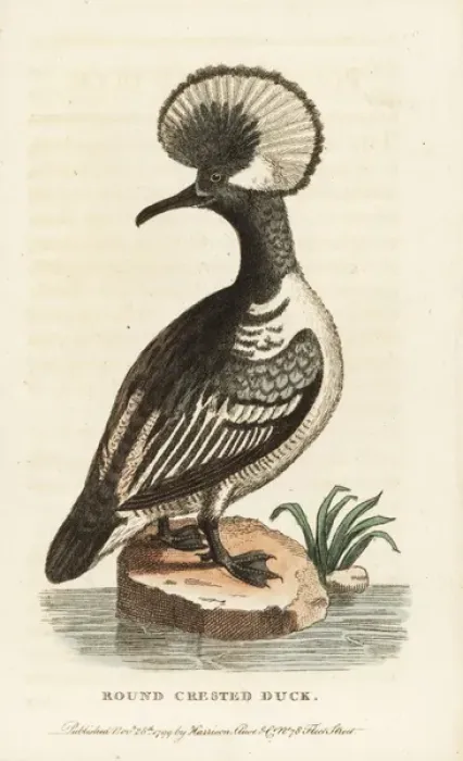 Framed Print : Hooded merganser, Lophodytes cucullatus Framed Print : Hooded merganser, Lophodytes cucullatus