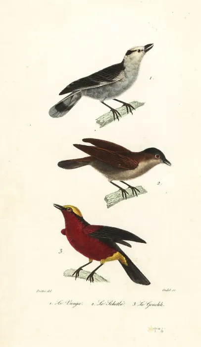 Framed Print : Hook-billed vanga, rufous vanga and yellow-crowned gonolek Framed Print : Hook-billed vanga, rufous vanga and yellow-crowned gonolek