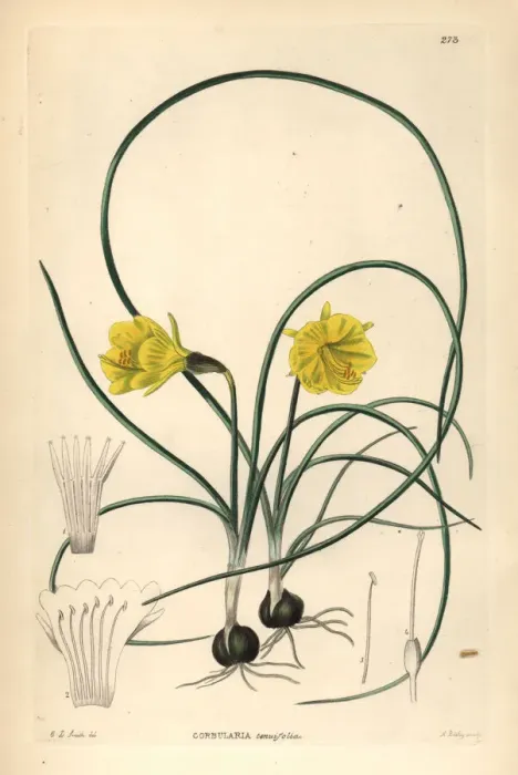 Framed Print : Hoop-petticoat daffodil, Narcissus bulbocodium Framed Print : Hoop-petticoat daffodil, Narcissus bulbocodium