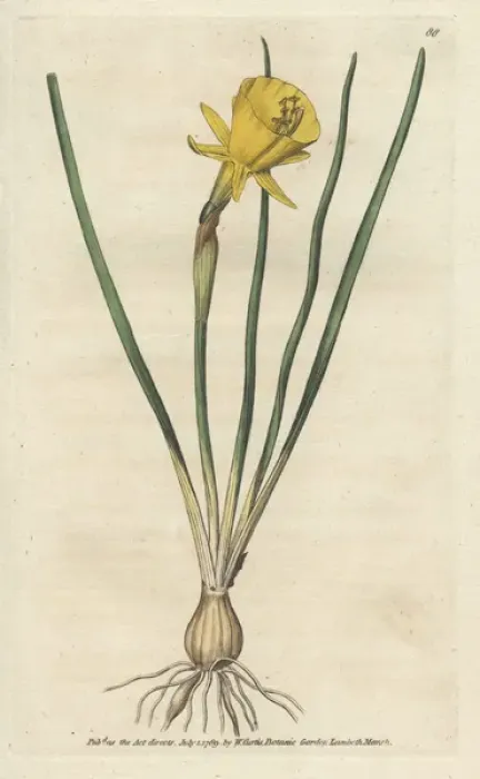Framed Print : Hoop petticoat narcissus, Narcissus bulbocodium Framed Print : Hoop petticoat narcissus, Narcissus bulbocodium