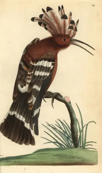 Framed Print : Hoopoe, Upupa epops Framed Print : Hoopoe, Upupa epops