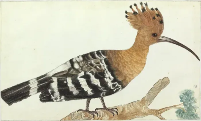 Framed Print : Hoopoe, Upupa epops