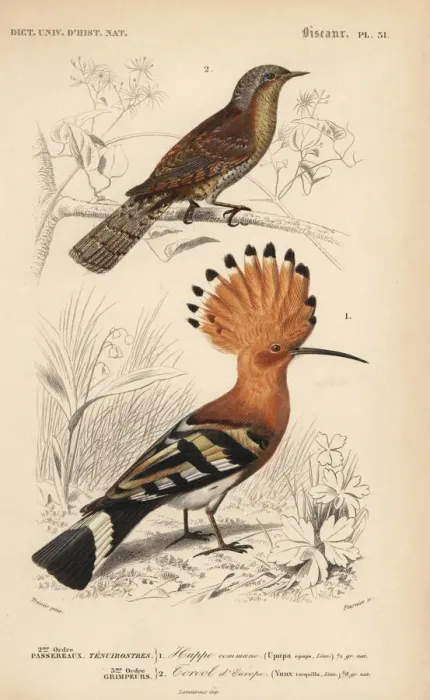 Framed Print : Hoopoe, Upupa epops, and Eurasian wryneck, Jynx torquilla Framed Print : Hoopoe, Upupa epops, and Eurasian wryneck, Jynx torquilla