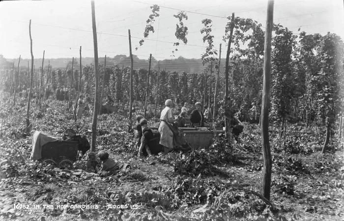 Framed Print : In the Hop Gardens Framed Print : In the Hop Gardens
