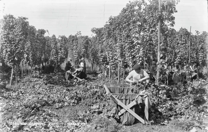 Framed Print : Hop Gardens in Kent Framed Print : Hop Gardens in Kent
