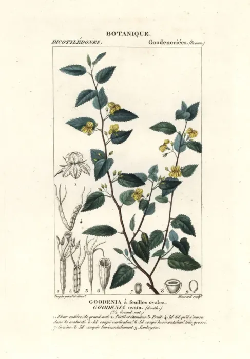 Framed Print : Hop goodenia, Goodenia ovata Framed Print : Hop goodenia, Goodenia ovata