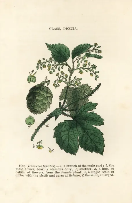 Framed Print : Hop, Humulus lupulus Framed Print : Hop, Humulus lupulus