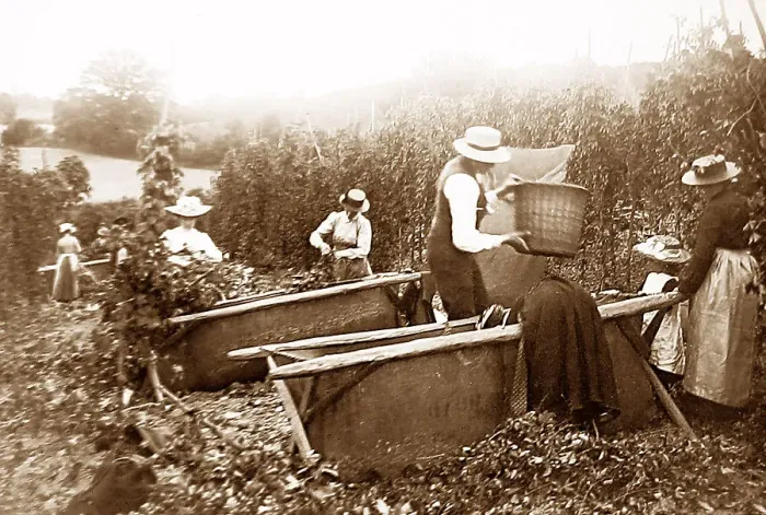 Framed Print : Hop picking Framed Print : Hop picking