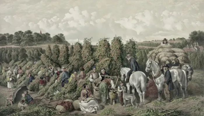 Framed Print : Hop - picking Framed Print : Hop - picking
