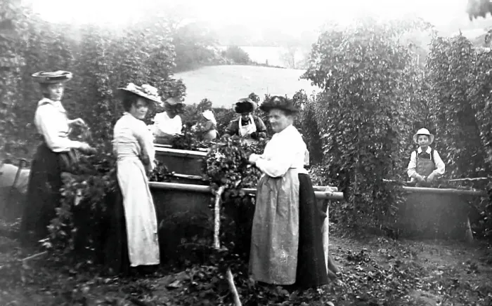 Framed Print : Hop picking, early 1900s Framed Print : Hop picking, early 1900s