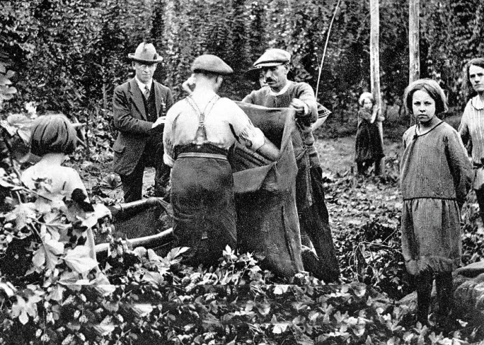 Framed Print : Hop Picking early 1900s Framed Print : Hop Picking early 1900s