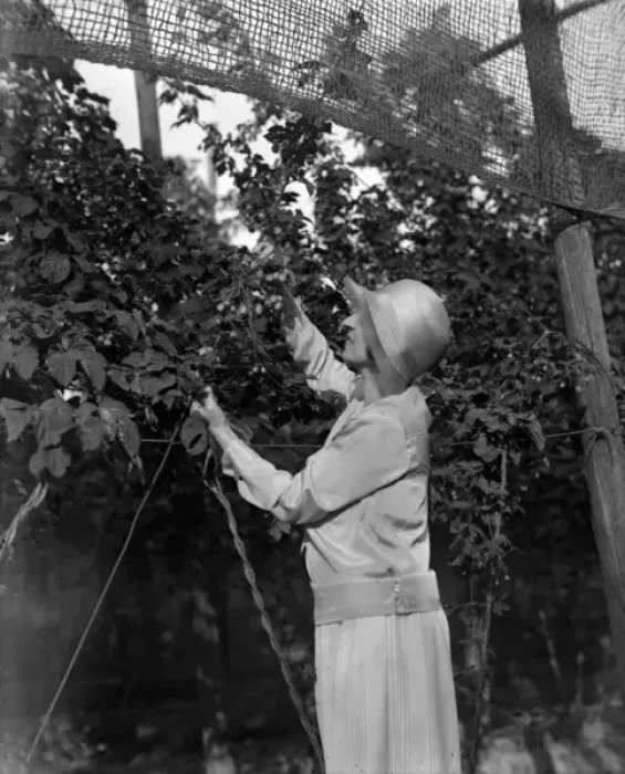 Framed Print : Hop Picking in Kent Framed Print : Hop Picking in Kent