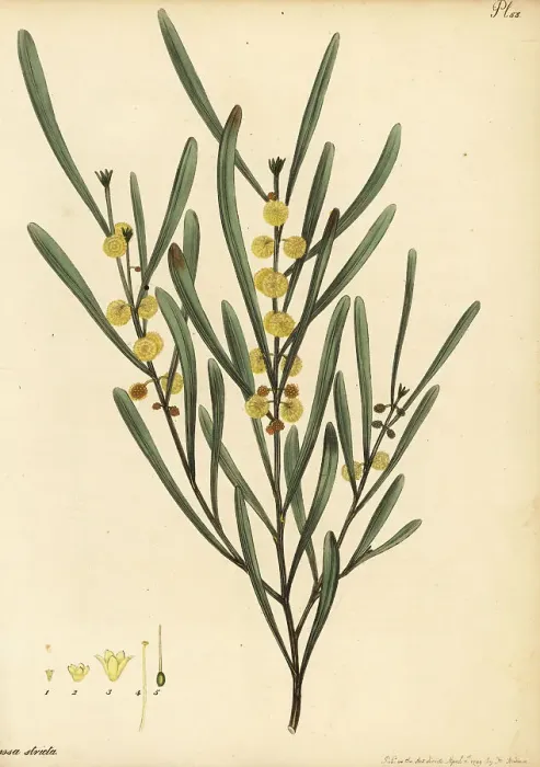 Framed Print : Hop wattle, Acacia stricta Framed Print : Hop wattle, Acacia stricta