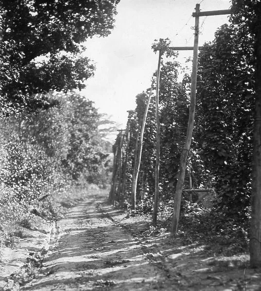 Hopfields - Lantern slide from the Boswell Collection