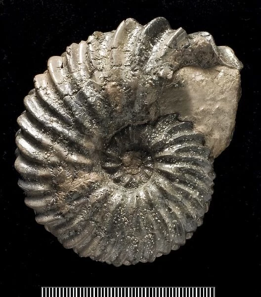 Hoplites, fossil ammonite