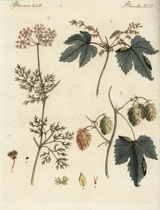 Framed Print : Hops and coriander Framed Print : Hops and coriander