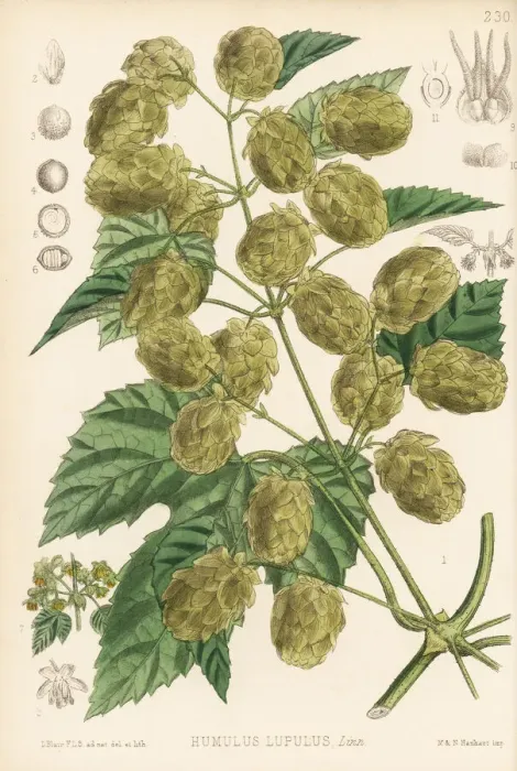 Framed Print : Hops, Humulus lupulus Framed Print : Hops, Humulus lupulus