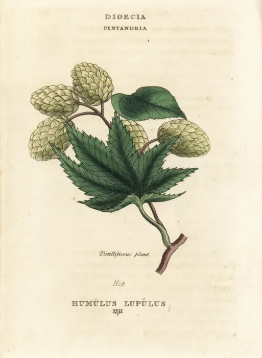 Framed Print : Hops, Humulus lupulus Framed Print : Hops, Humulus lupulus