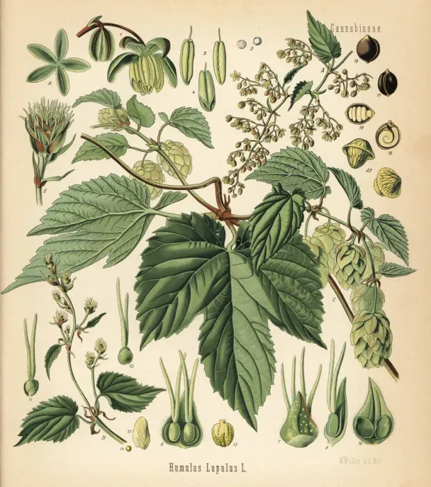 Framed Print : Hops, Humulus lupulus Framed Print : Hops, Humulus lupulus