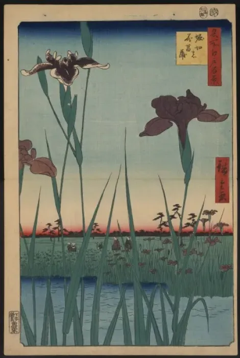 Framed Print : Horikiri iris garden Framed Print : Horikiri iris garden