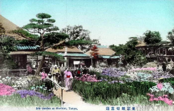 Framed Print : Horikiri Shobuen Iris Garden, Tokyo, Japan Framed Print : Horikiri Shobuen Iris Garden, Tokyo, Japan