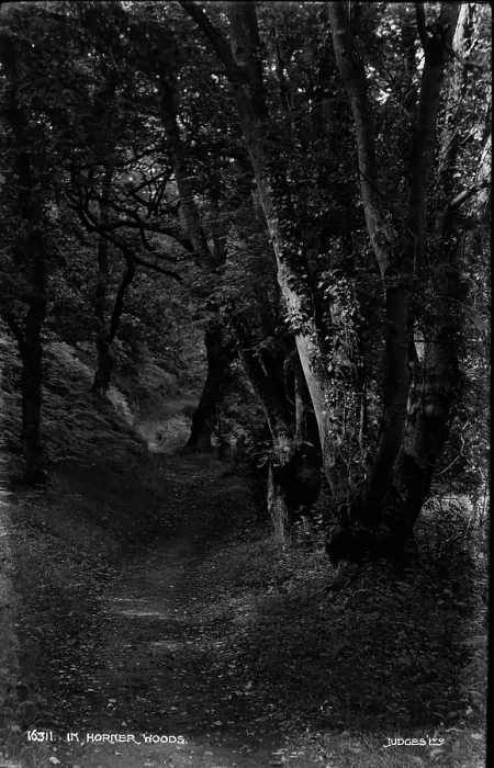 Framed Print : In Horker Woods Framed Print : In Horker Woods