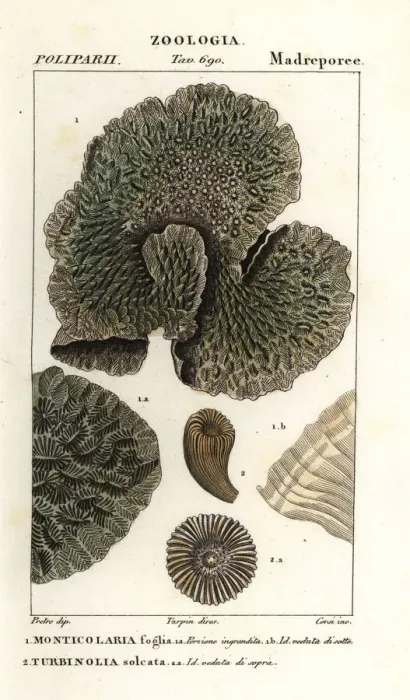 Framed Print : Horn coral and extinct coral Framed Print : Horn coral and extinct coral