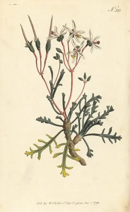 Framed Print : Horn-leaved crane's-bill, Pelargonium ceratophyllum Framed Print : Horn-leaved crane's-bill, Pelargonium ceratophyllum