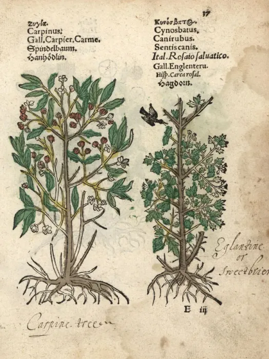 Framed Print : Hornbeam, Carpinus species, and Eglantine rose, Rosa canina Framed Print : Hornbeam, Carpinus species, and Eglantine rose, Rosa canina