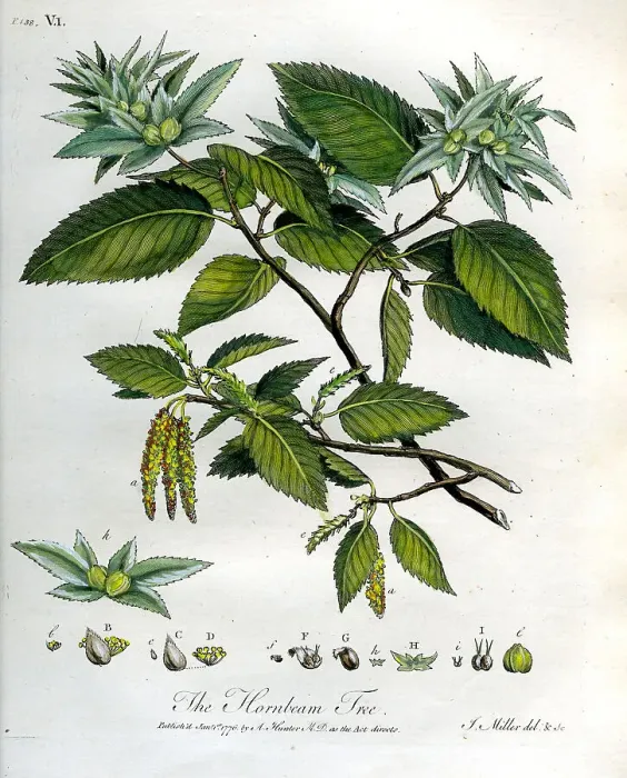 Framed Print : Hornbeam Tree Framed Print : Hornbeam Tree