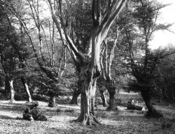 Framed Print : Hornbeam Trees Framed Print : Hornbeam Trees