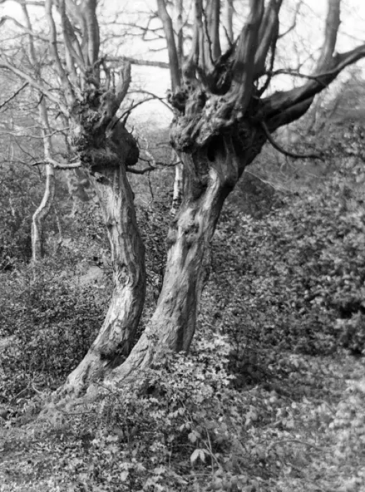 Framed Print : Hornbeam Trees Framed Print : Hornbeam Trees