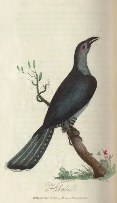 Framed Print : Hornbill. The hornbill. From book: The history of New South Wales Date: 1802 Framed Print : Hornbill. The hornbill. From book: The history of New South Wales Date: 1802