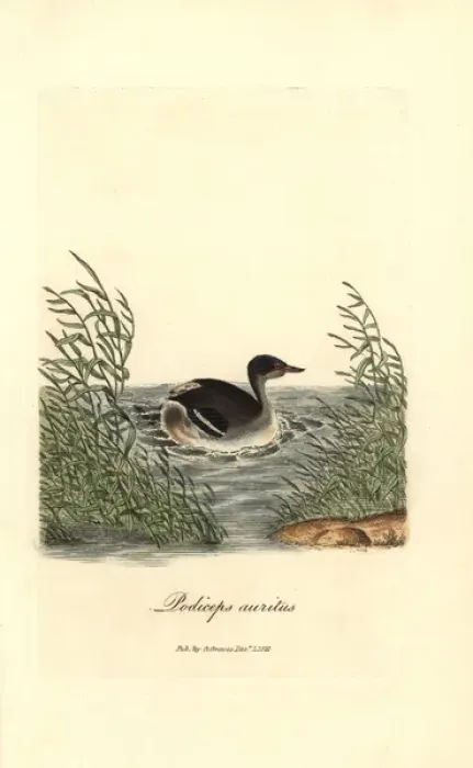 Framed Print : Horned grebe, Podiceps auritus Framed Print : Horned grebe, Podiceps auritus