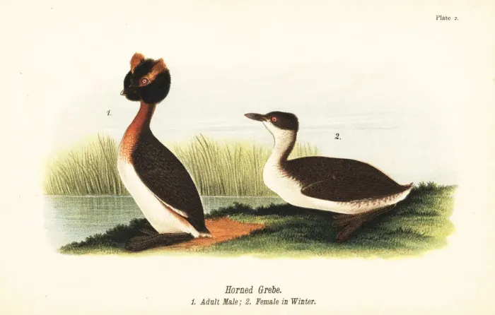 Framed Print : Horned grebe, Podiceps auritus Framed Print : Horned grebe, Podiceps auritus