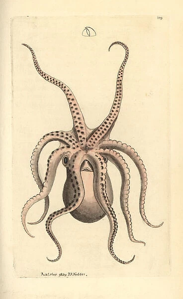 Horned octopus, Eledone cirrhosa
