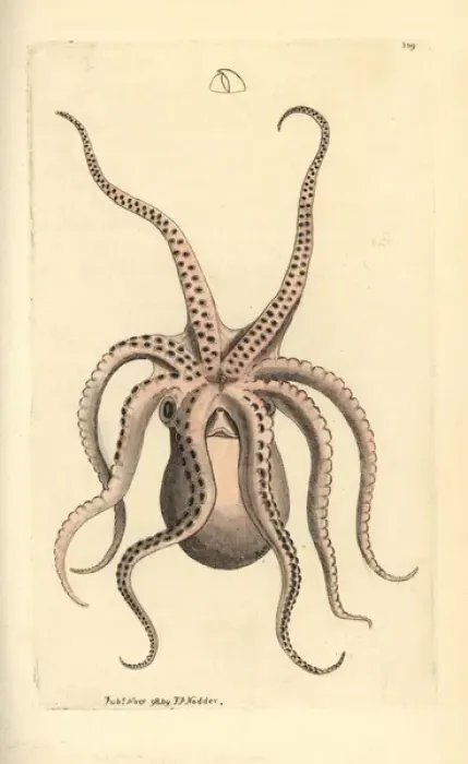 Framed Print : Horned octopus, Eledone cirrhosa Framed Print : Horned octopus, Eledone cirrhosa
