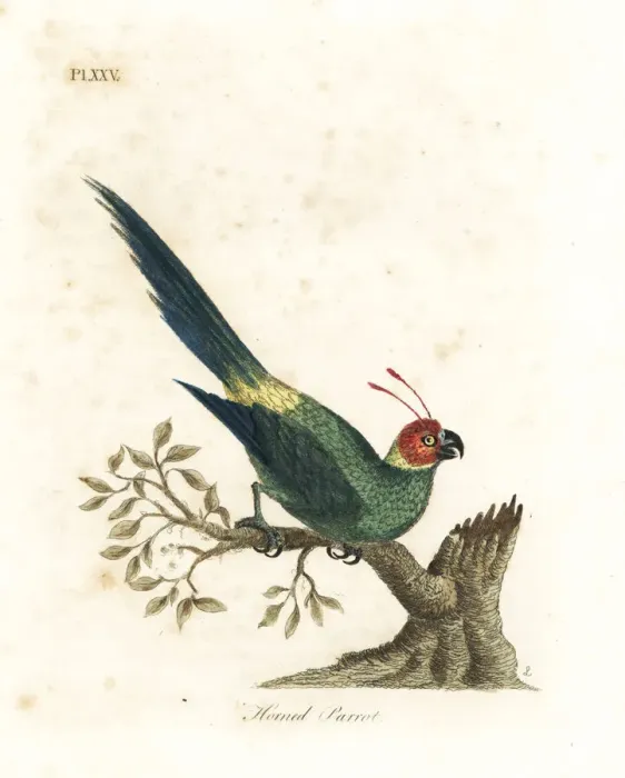 Framed Print : Horned parakeet, Eunymphicus cornutus. Vulnerable Framed Print : Horned parakeet, Eunymphicus cornutus. Vulnerable