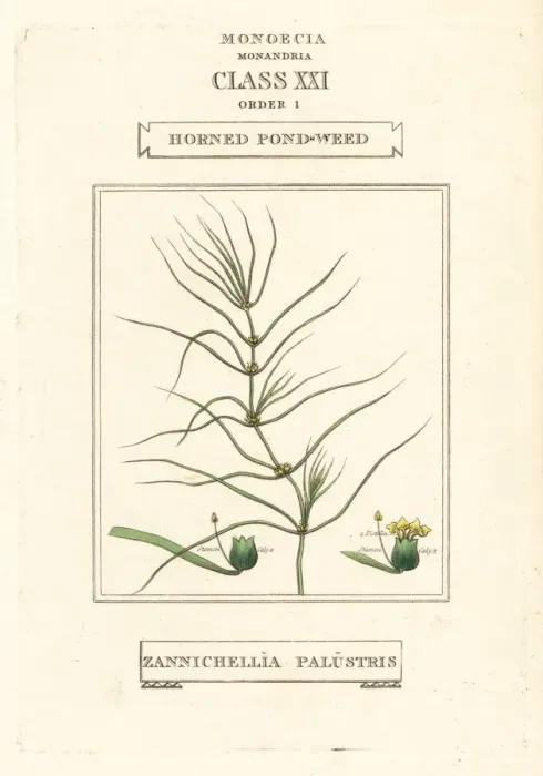 Framed Print : Horned pondweed, Zannichellia palustris Framed Print : Horned pondweed, Zannichellia palustris