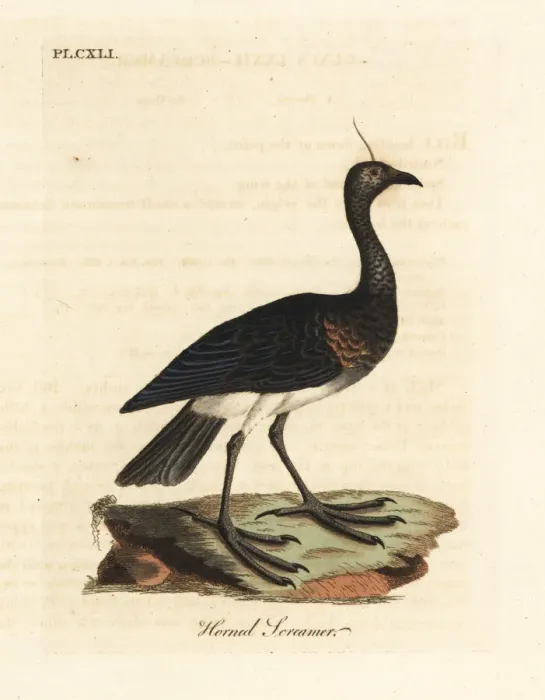 Framed Print : Horned screamer, Anhima cornuta Framed Print : Horned screamer, Anhima cornuta