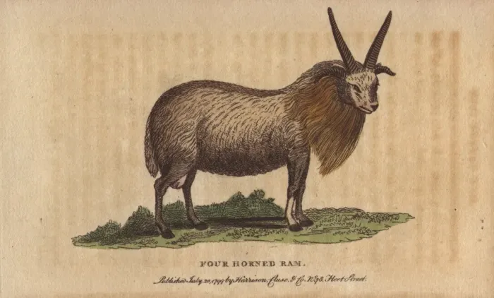 Framed Print : Four horned sheep, Ovis aries polycerata Framed Print : Four horned sheep, Ovis aries polycerata