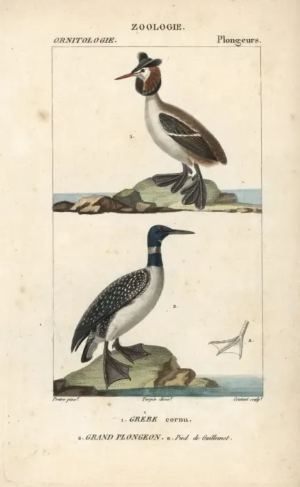 Framed Print : Horned or Slavonian grebe, Podiceps auritus Framed Print : Horned or Slavonian grebe, Podiceps auritus