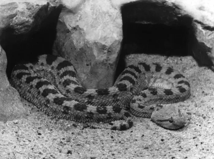 Framed Print : Horned Viper Framed Print : Horned Viper