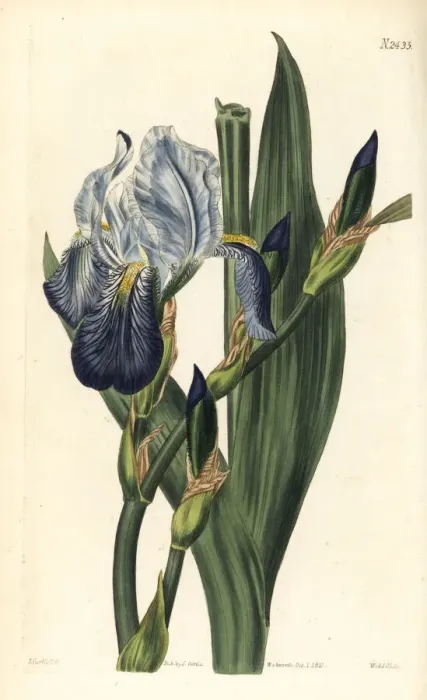 Framed Print : Hornemans iris, Iris germanica Framed Print : Hornemans iris, Iris germanica