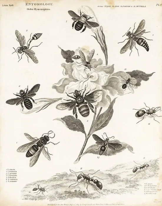 Framed Print : Hornets, bees, ants and velvet ants Framed Print : Hornets, bees, ants and velvet ants