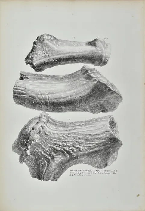 Framed Print : Horns of a small deer, elk and red deer from Kent's Cavern Framed Print : Horns of a small deer, elk and red deer from Kent's Cavern